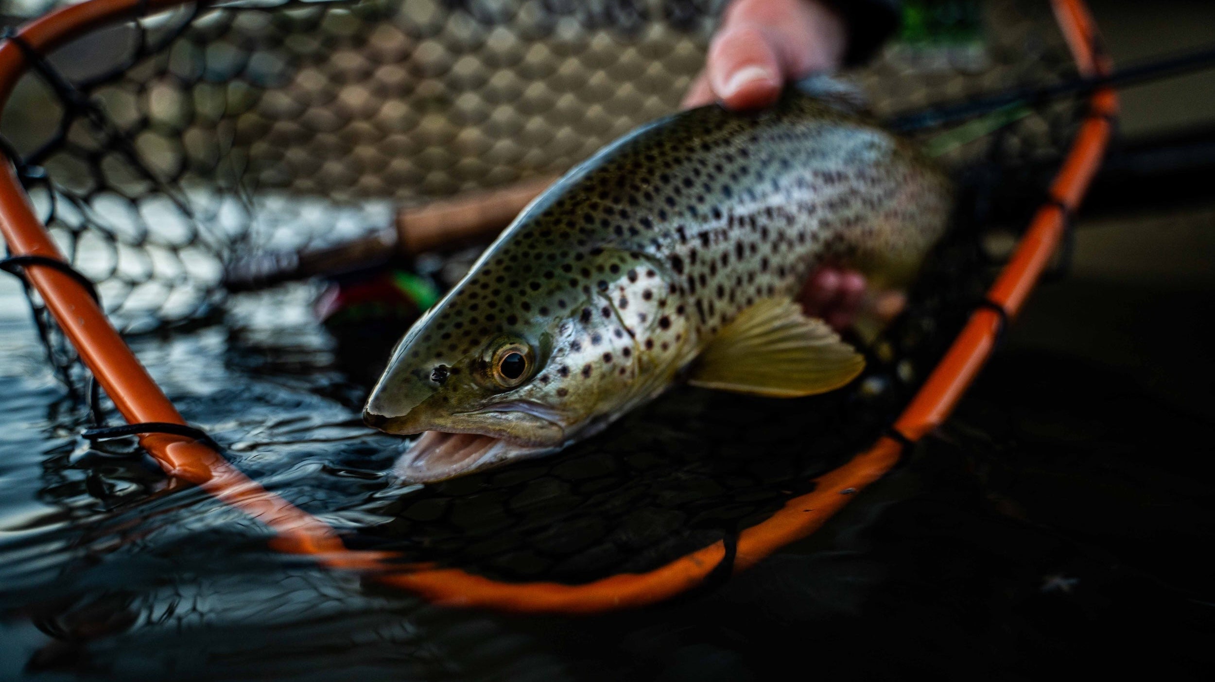 Why Net Choice Actually Matters for Fish Health