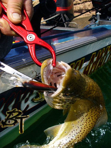 USA Lippa4Life in action