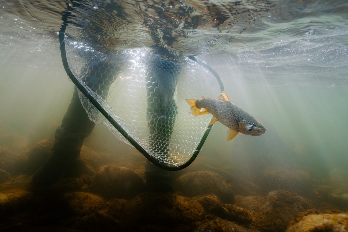 Why Modularity Matters in Net Systems