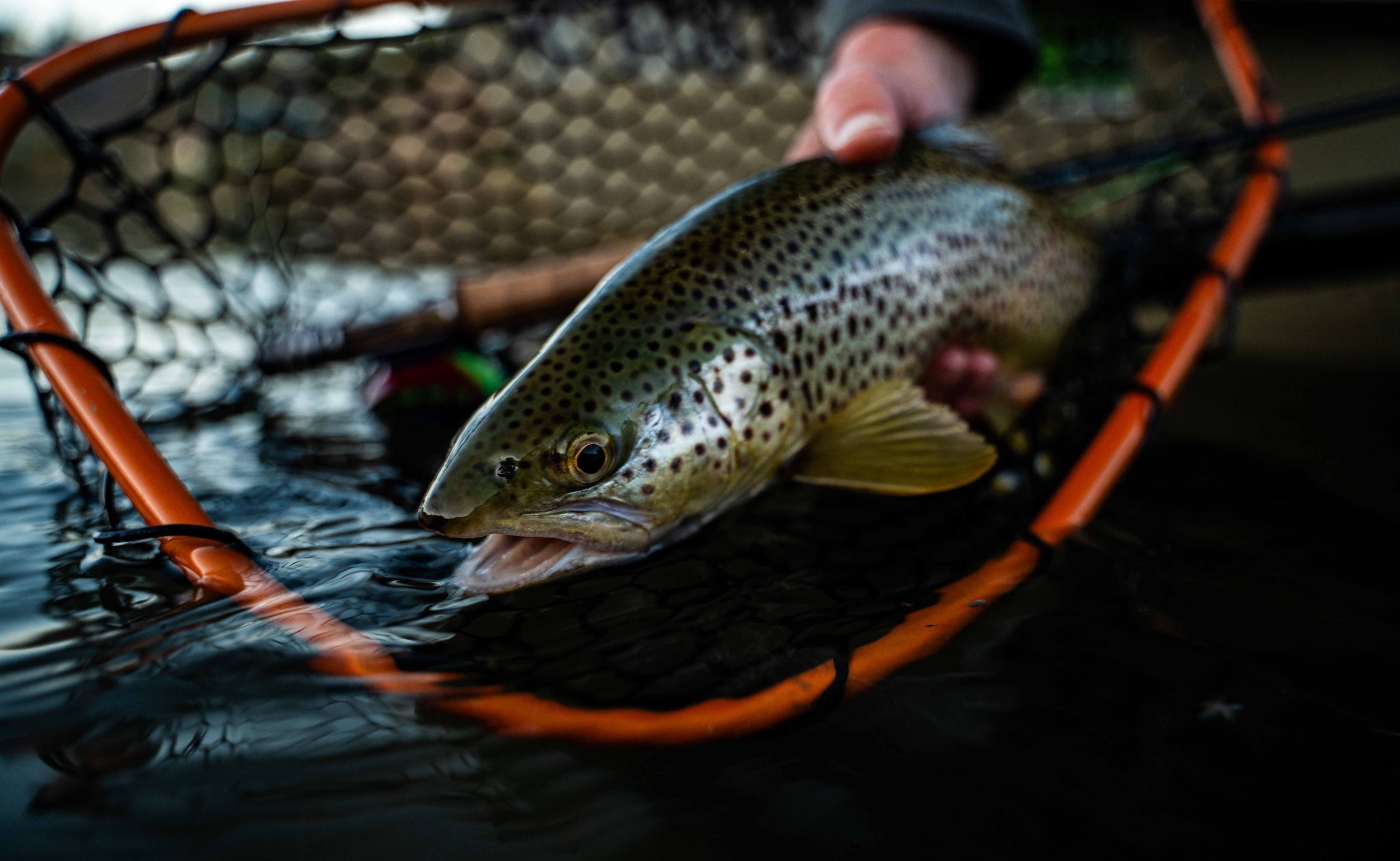 Why Net Choice Actually Matters for Fish Health