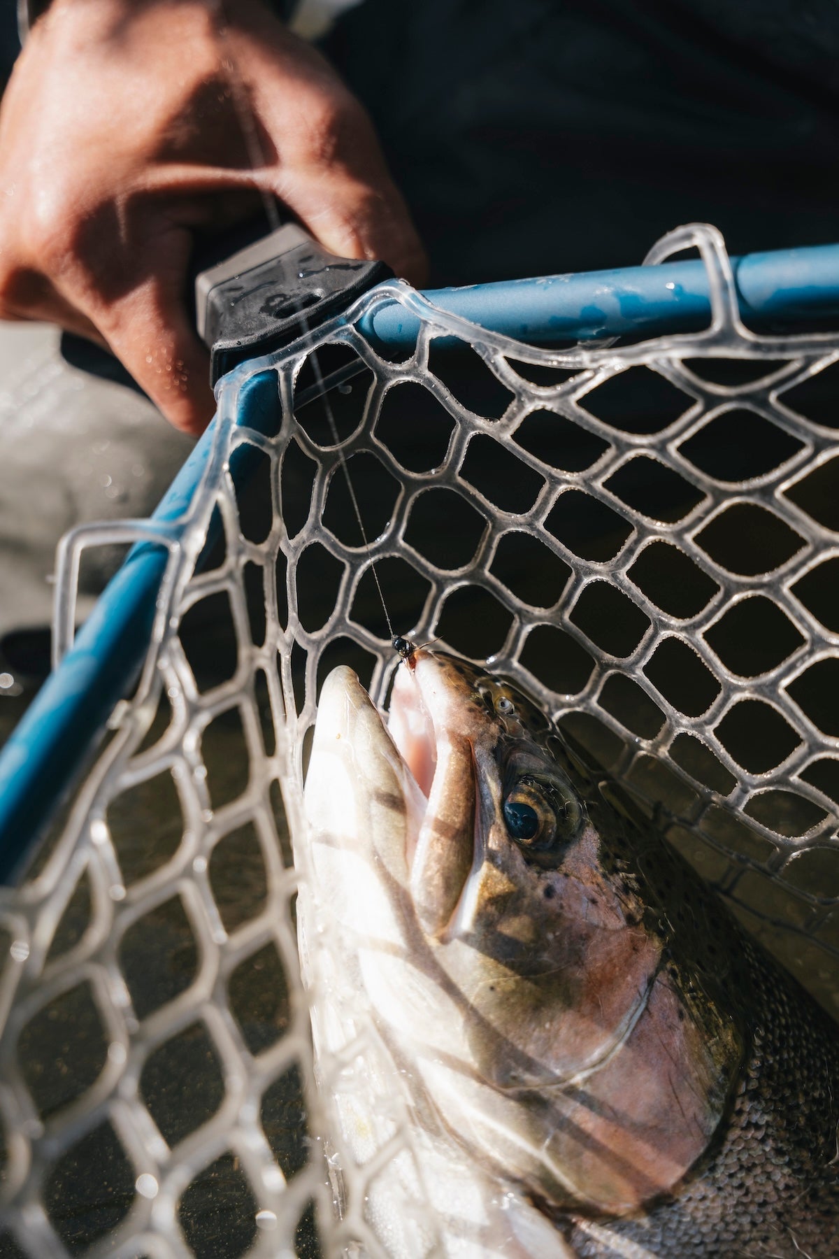 Why a Proper Hook Removal Tool Protects Fish Health