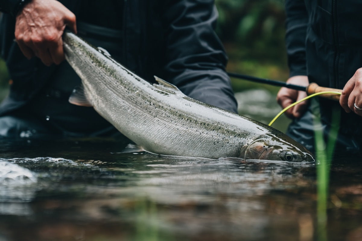 Catch & Care