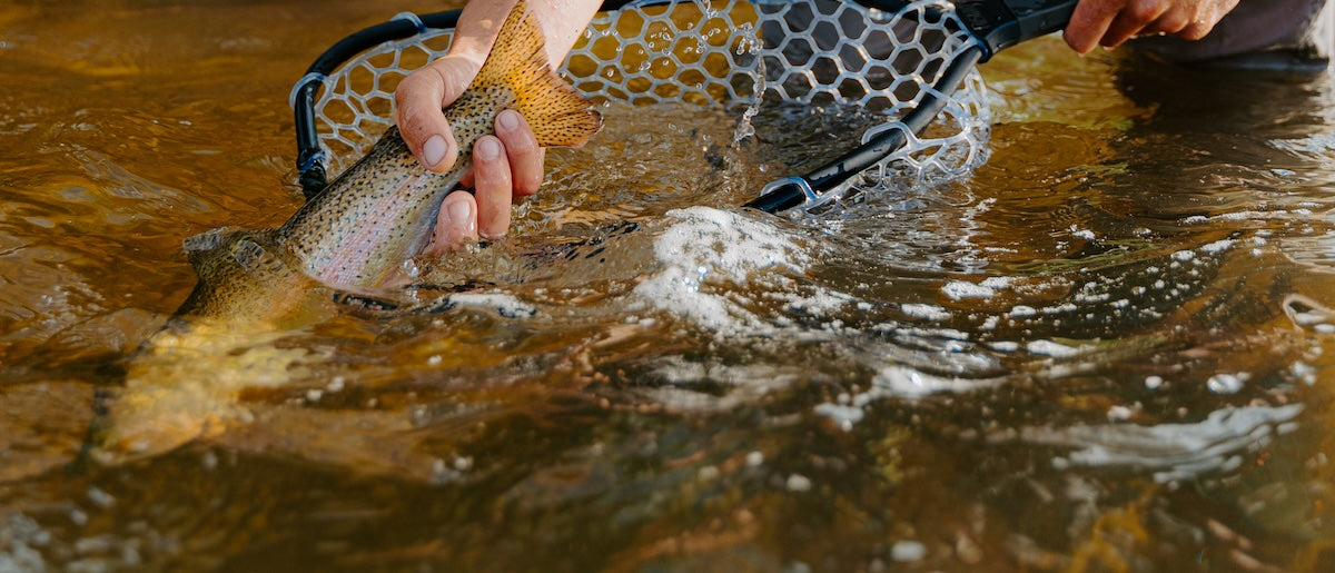 Keep Fish Wet: A Better Way to Practice Catch and Release – Rising Fishing