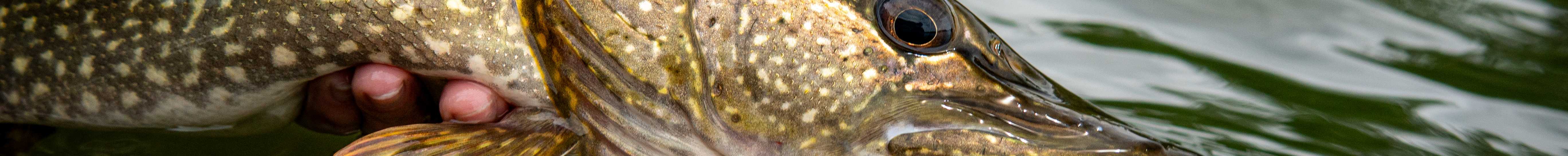 Complete Fishing Gear Collection